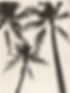 黒と白のヤシの木