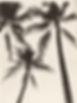 Black-and-White Palm Trees