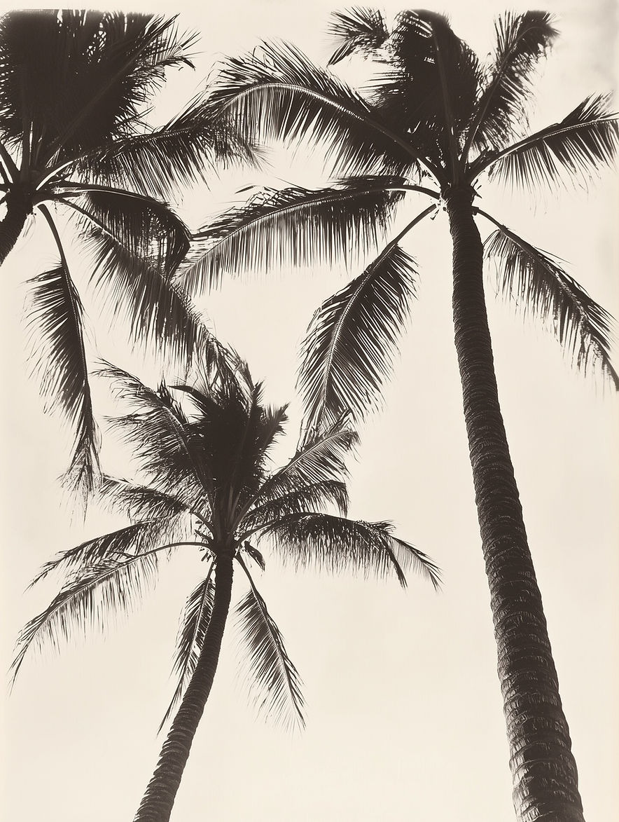Black-and-White Palm Trees