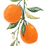 Orange Branch Illustration