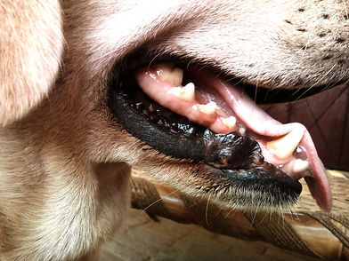 Close-Up Of Dog With Mouth Open