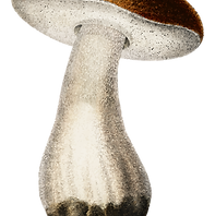Watercolor Mushroom Illustration