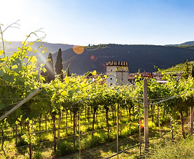 vignes