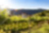 Weinberge