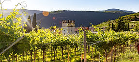 vines