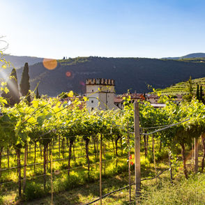 Resa in vigneto: calcolo previsionale