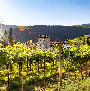 vignes