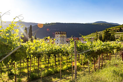 Vineyard