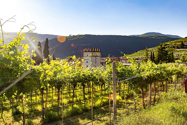 Vineyard