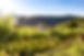 Vineyard