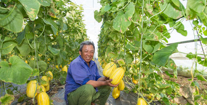 agriculteur, tenue, fruit