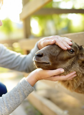 Caresser un mouton