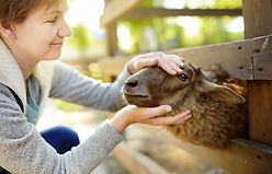 Petting a Sheep