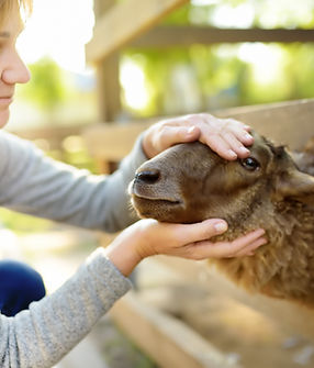 Woman Petting Sheep