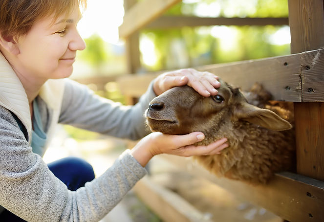Petting a Sheep