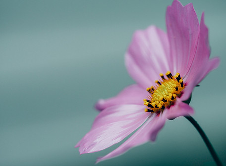 Pink Flower