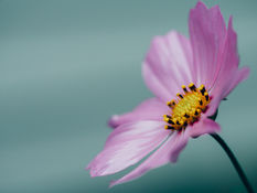fiore rosa