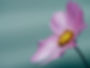 pinke Blume