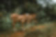 Calves in Nature