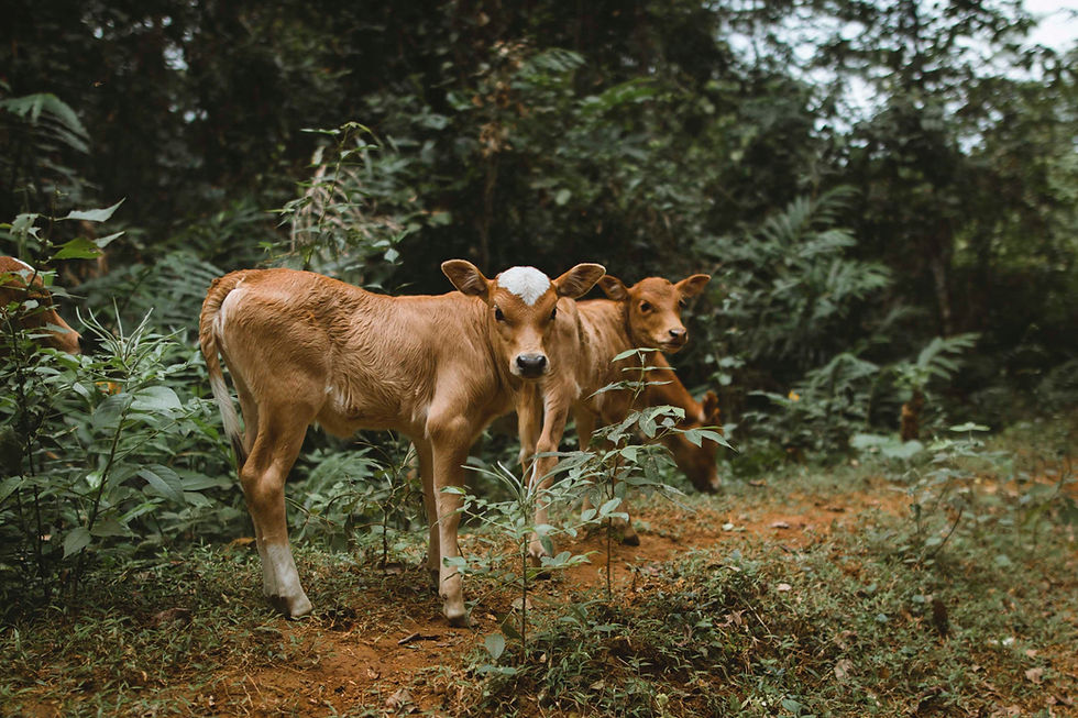 Calves in Nature
