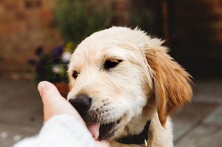 Puppy licking person's hand