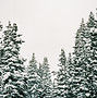 Schneebedeckte Bäume