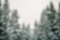 Snowy Pine Trees