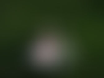 South Coast Monaro Rugby Union Results – Rd 7