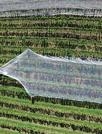 Net Covering Crops