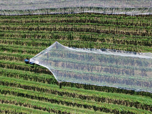Solarenergie in der Landwirtschaft / Agri-PV: Anwendungen und Vorteile für landwirtschaftliche Betriebe