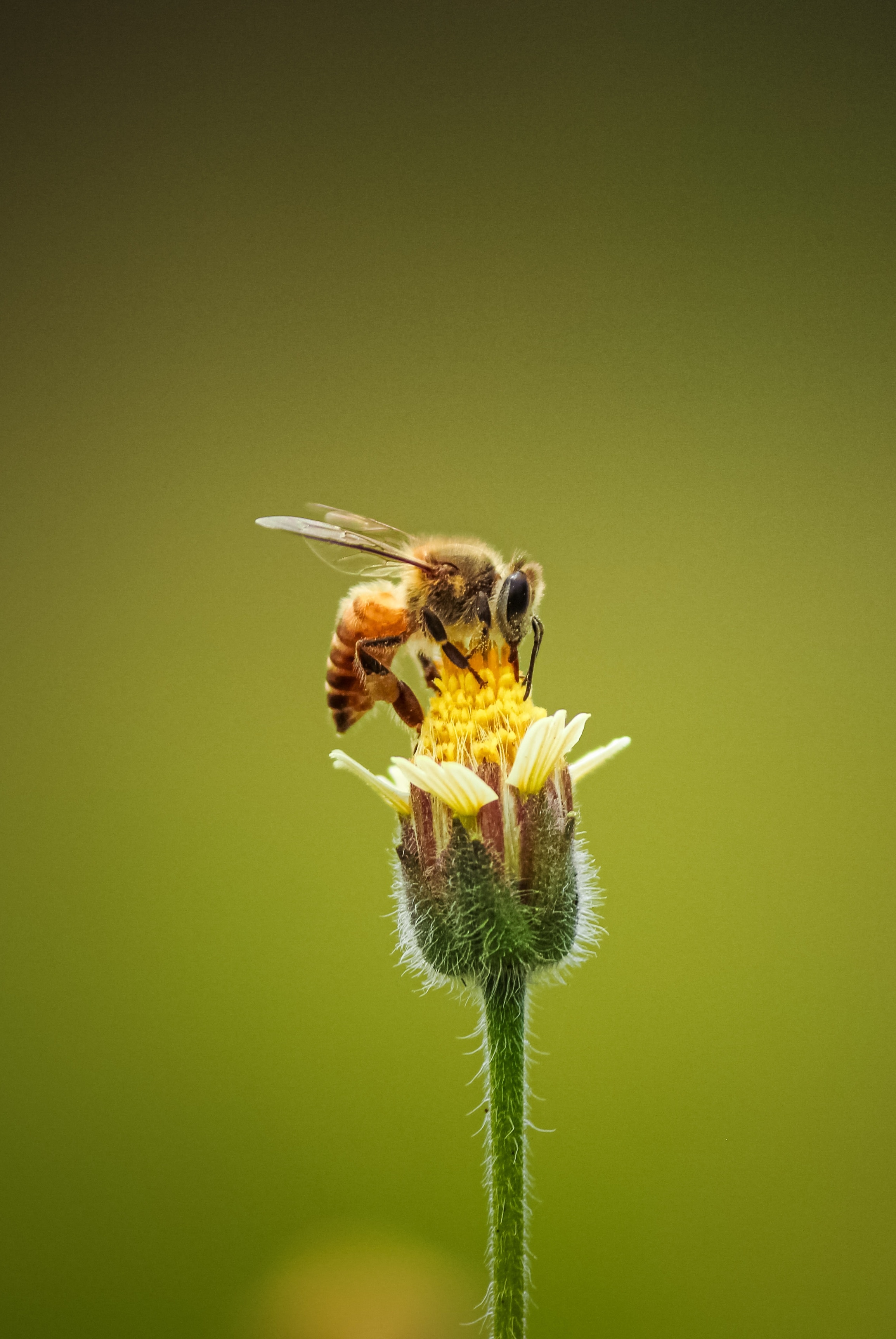 Bee on Flower