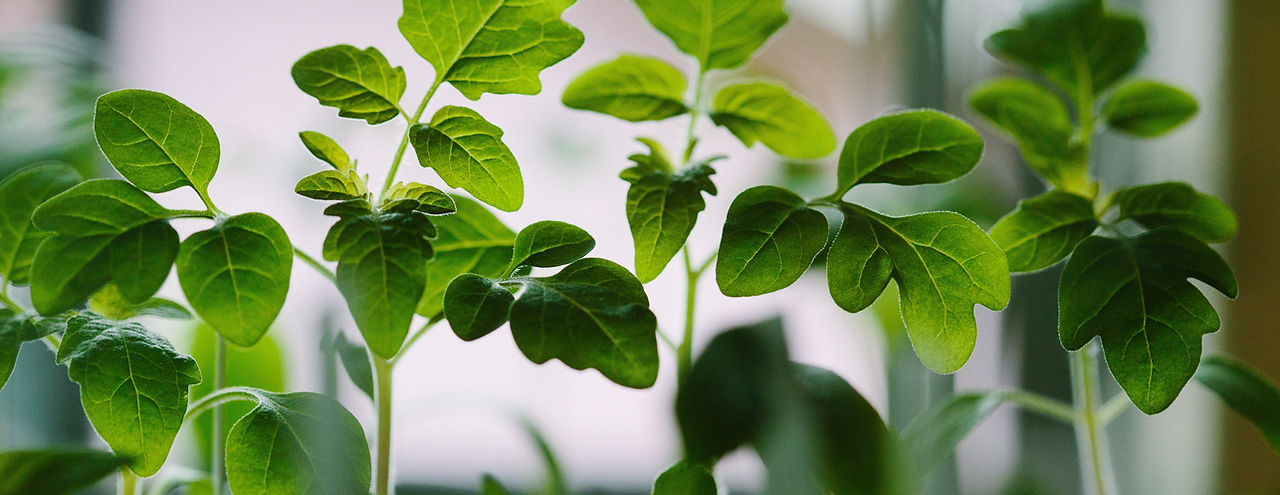 Seedlings