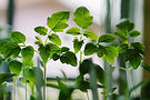 Young Green Plants