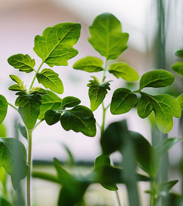 Seedlings representing fertility, pregnancy and birth