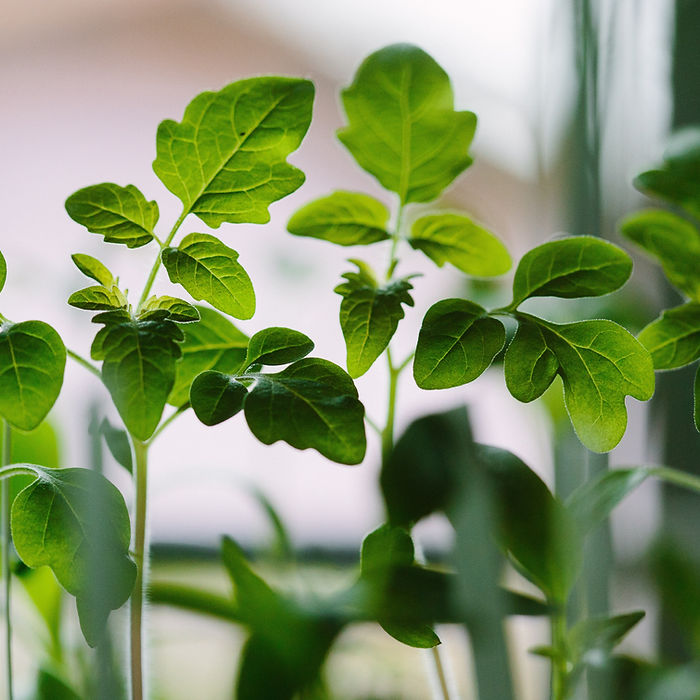 Seedlings