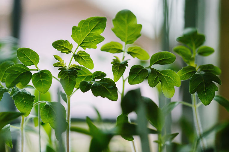 Seedlings