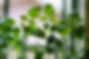 Plantas jovens e verdes