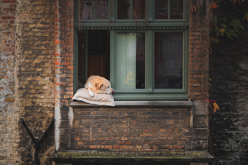 Dog at the window
