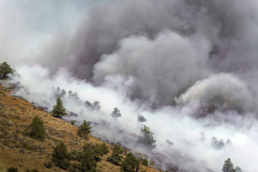 Smoke Over Forest