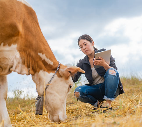 Farmer Checking on Cattle