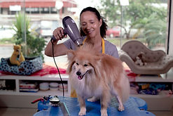 Secando pelo de cachorro