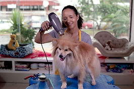 Dog Groomer