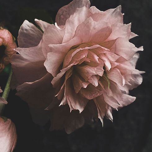 Pink Flower