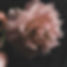 Pink Flower