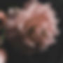 Pink Flower