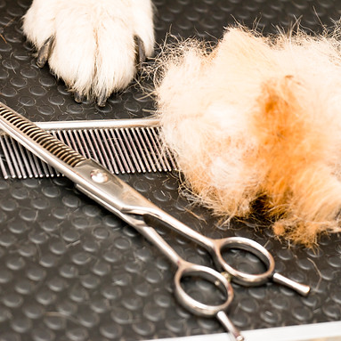 A Dog Paw some Fur and Grooming Tools