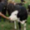 Woman Feeding Cow