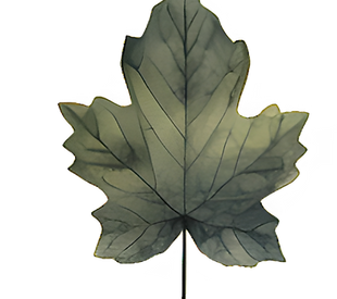 Green Maple Leaf