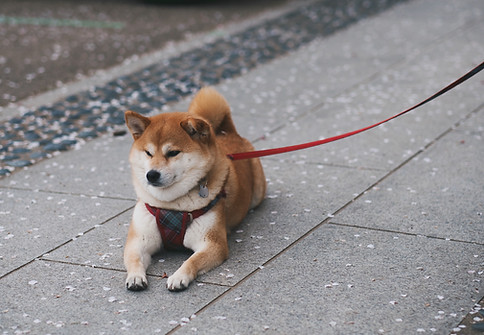 Shibu Inu Resting
