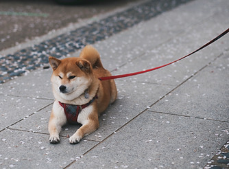 Shibu Inu Resting